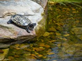 turtle_ponds-01